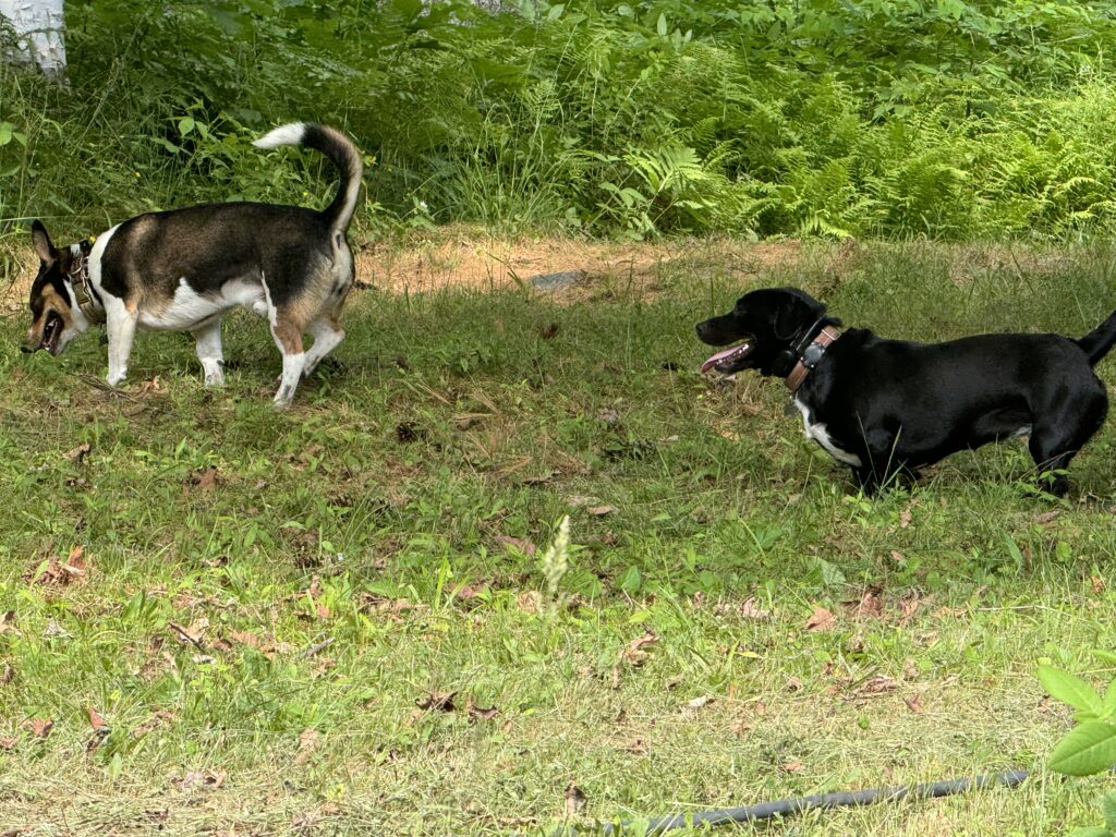 Two dogs playing in a field of green grass